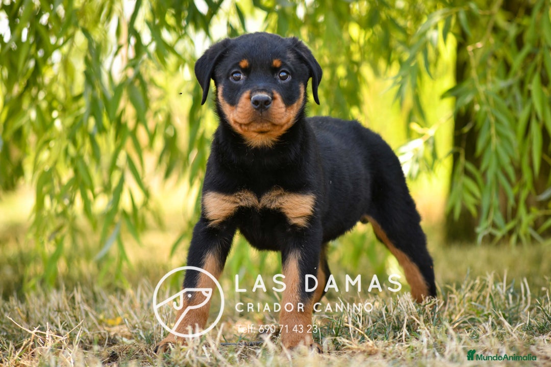 Rottweiler perros en venta: NO SON SIMPLEMENTE CACHORROS DE ROTTWEILER… - Imagen 5