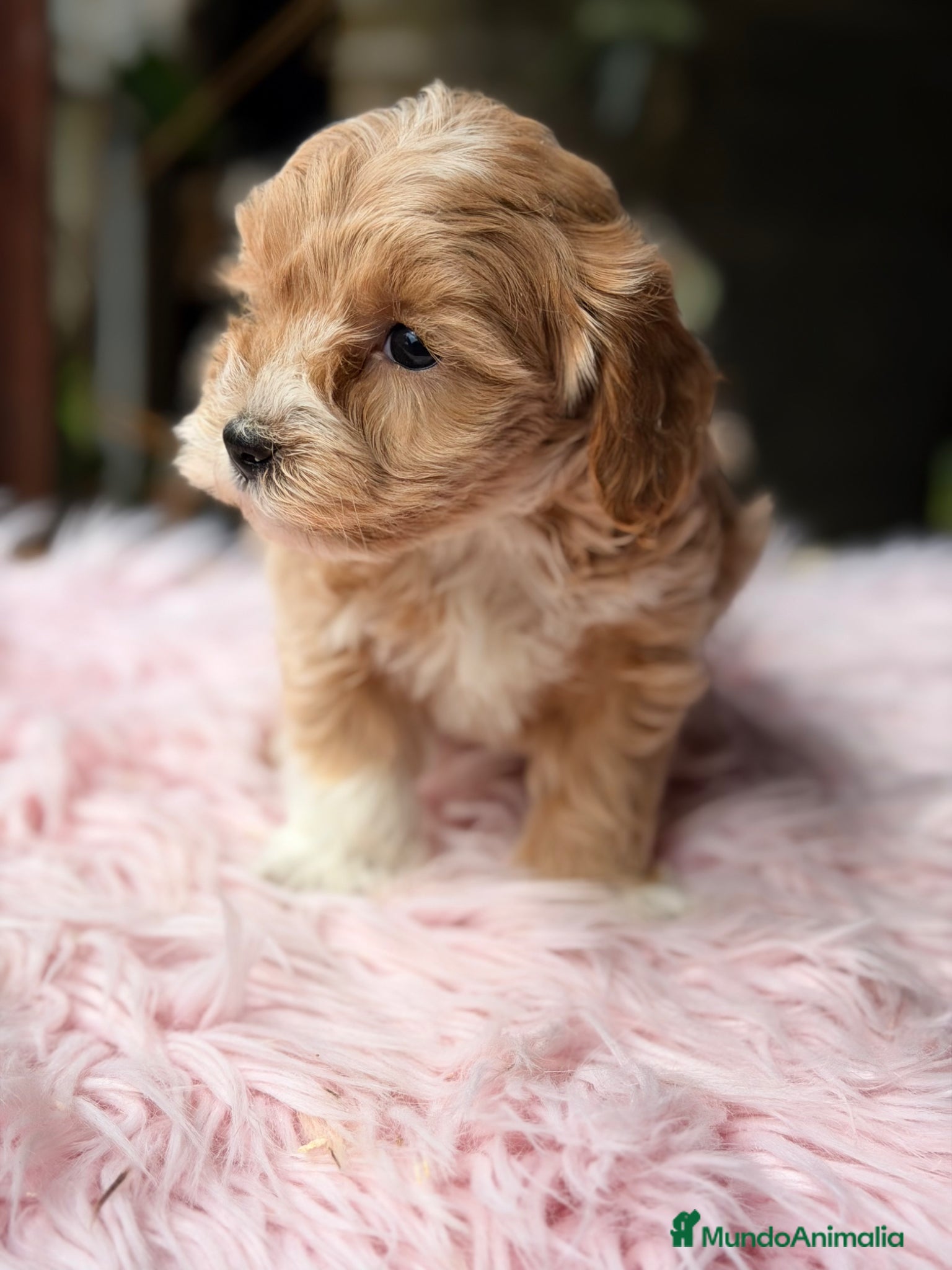Maltipoo perros Maltipoo Toy  - Anuncio 1