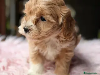 Maltipoo perros Maltipoo Toy - Anuncio 1