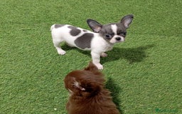 Chihuahua perros en venta: CHIHUAHUA - Imagen 1