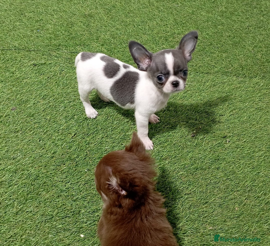 Chihuahua perros en venta: CHIHUAHUA - Imagen 1