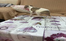 Pequeño Lebrel Italiano perros en venta: Lebrel italiano  - Imagen 3