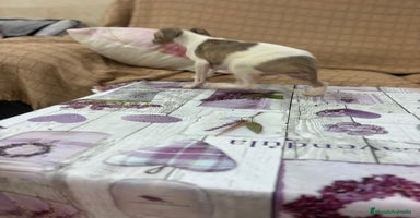 Pequeño Lebrel Italiano perros - Anuncio 10