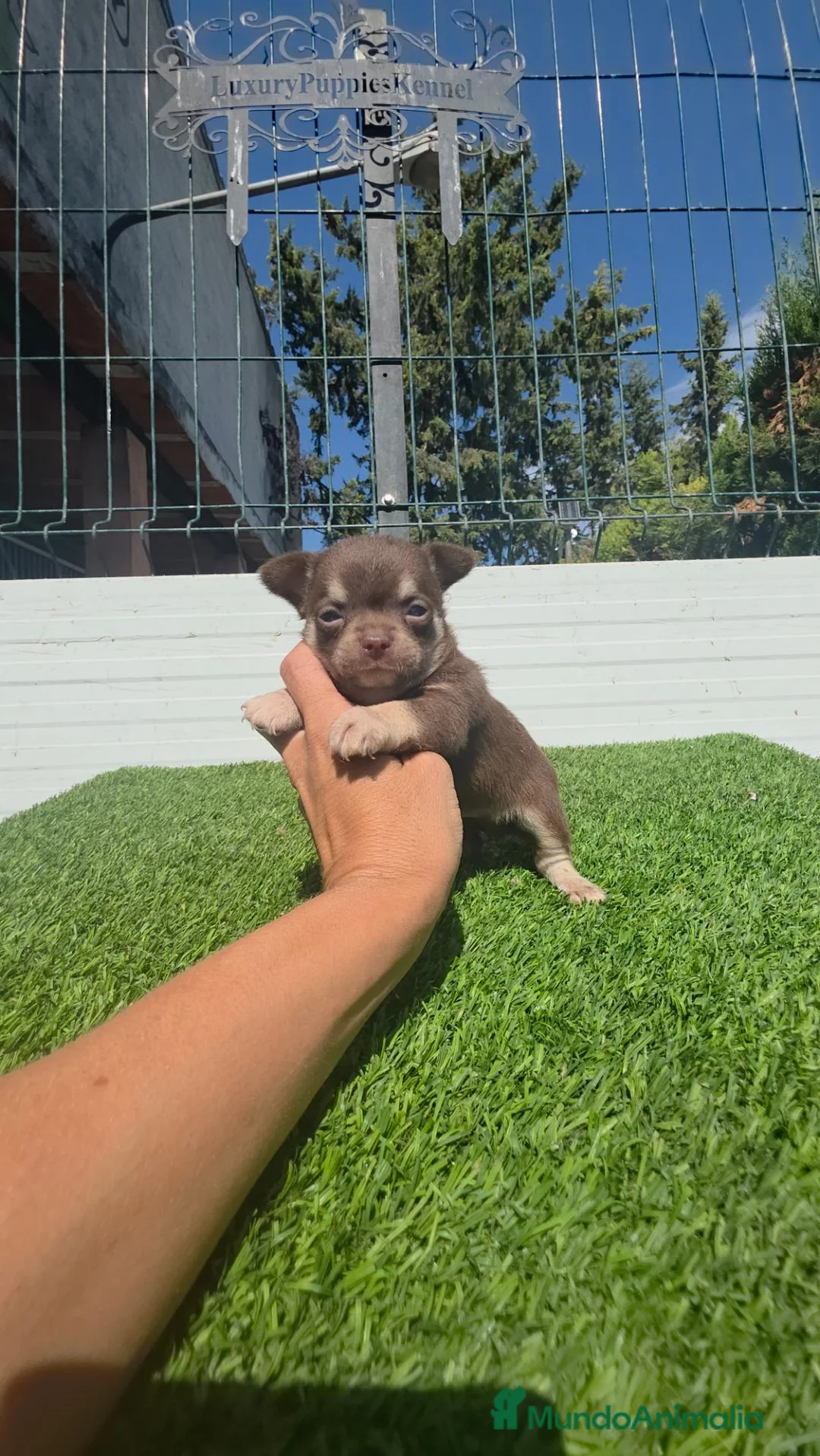 Chihuahua perros en venta: Chihuahuas minis 604370339 - Anuncio 1