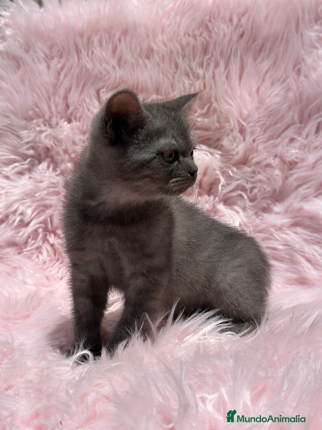 Británico de Pelo Corto gatos en venta: HEMBRITAS BRITISH SHORT HAIR en Barcelona - Anuncio 4