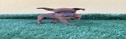 Pinscher Miniatura perros en venta: Pinscher miniatura o mini pinscher toy hembra  - Anuncio 3