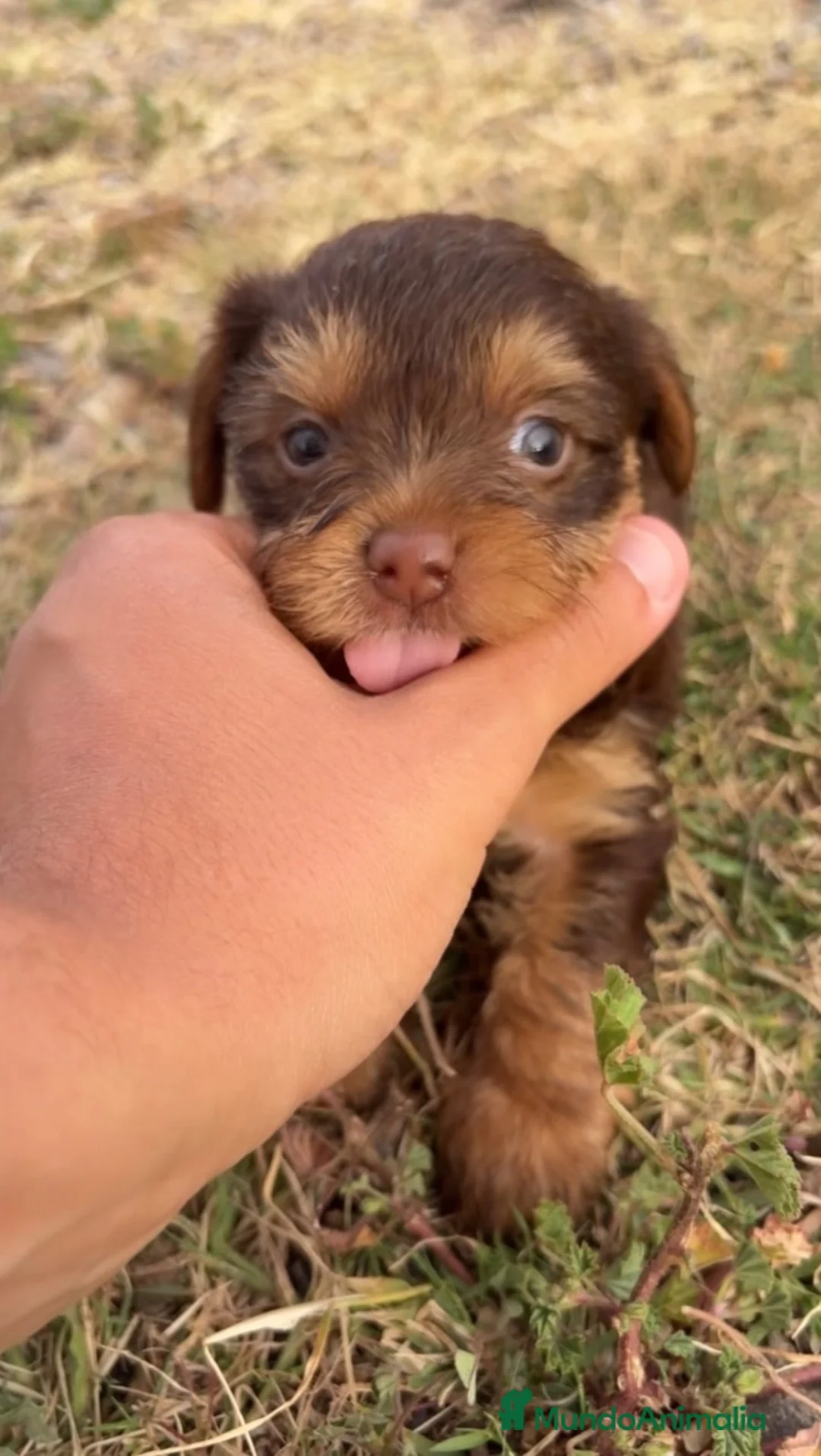 Yorkshire Terrier perros en venta: YORKSHIRE CACHORROS EXOTICOS - Anuncio 1