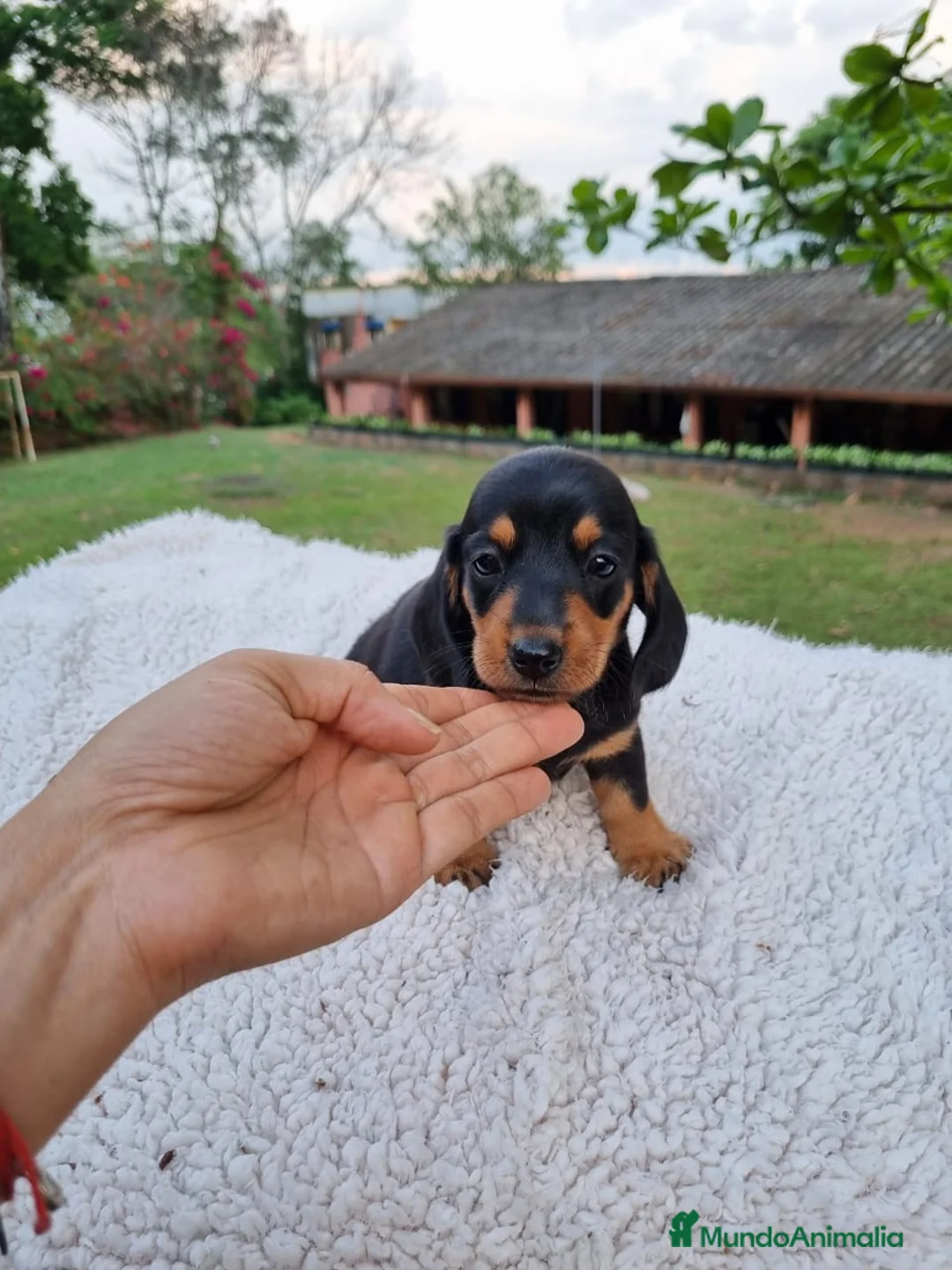 Teckel Miniatura perros en venta: TECKEL MINIATURA ( ENVIOS A CONTRAREMBOLSO )  - Anuncio 2