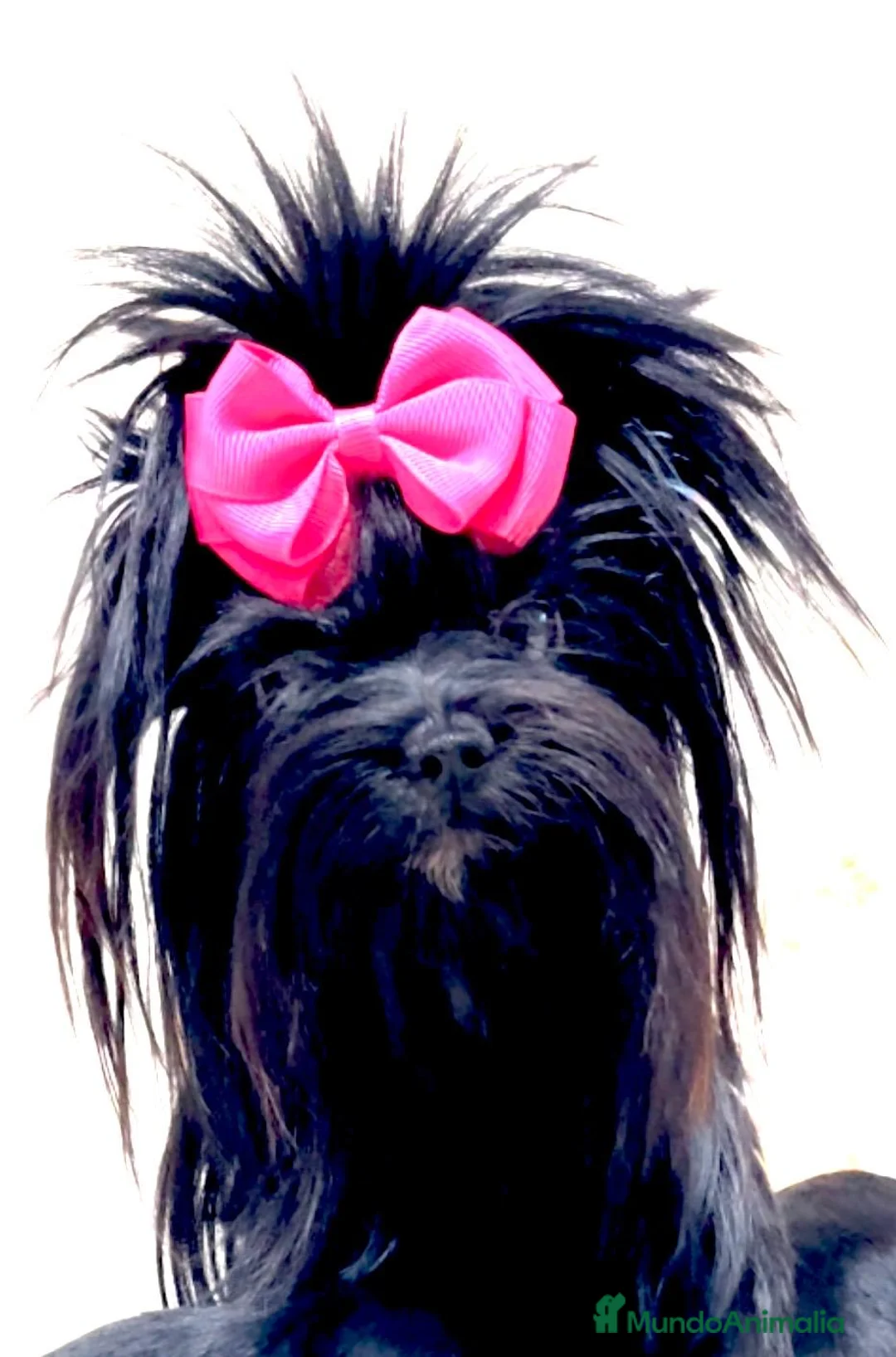 Yorkshire Terrier perros en venta: Exclusivos Yorkshire Bluemerle Toy en Badajoz - Anuncio 6