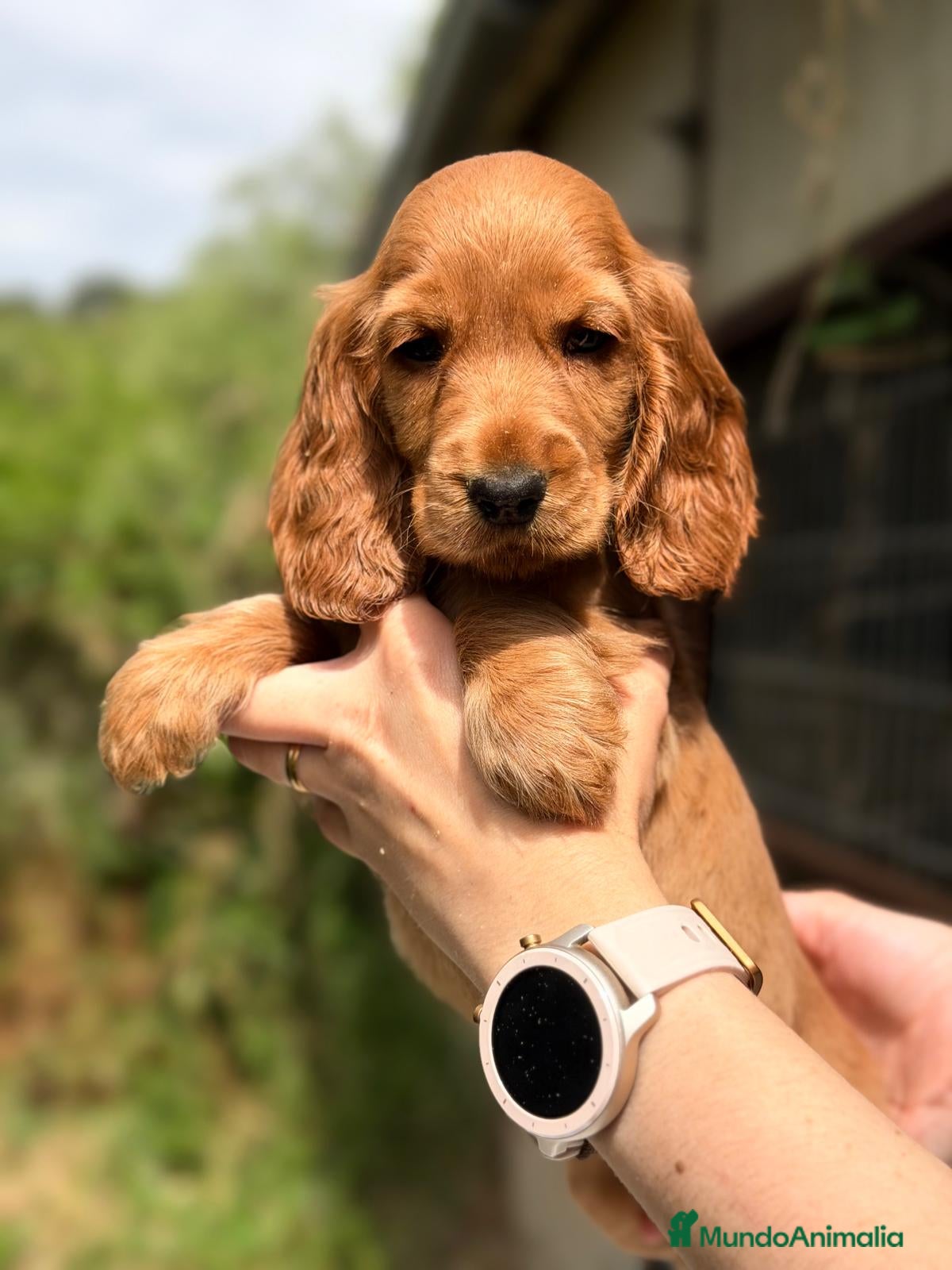 Cocker Spaniel Inglés perros COCKER SPANIEL INGLES DORADO  - Anuncio 1