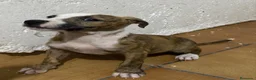 American Pit Bull Terrier perros en venta: Pitbull 641387649 - Anuncio 2