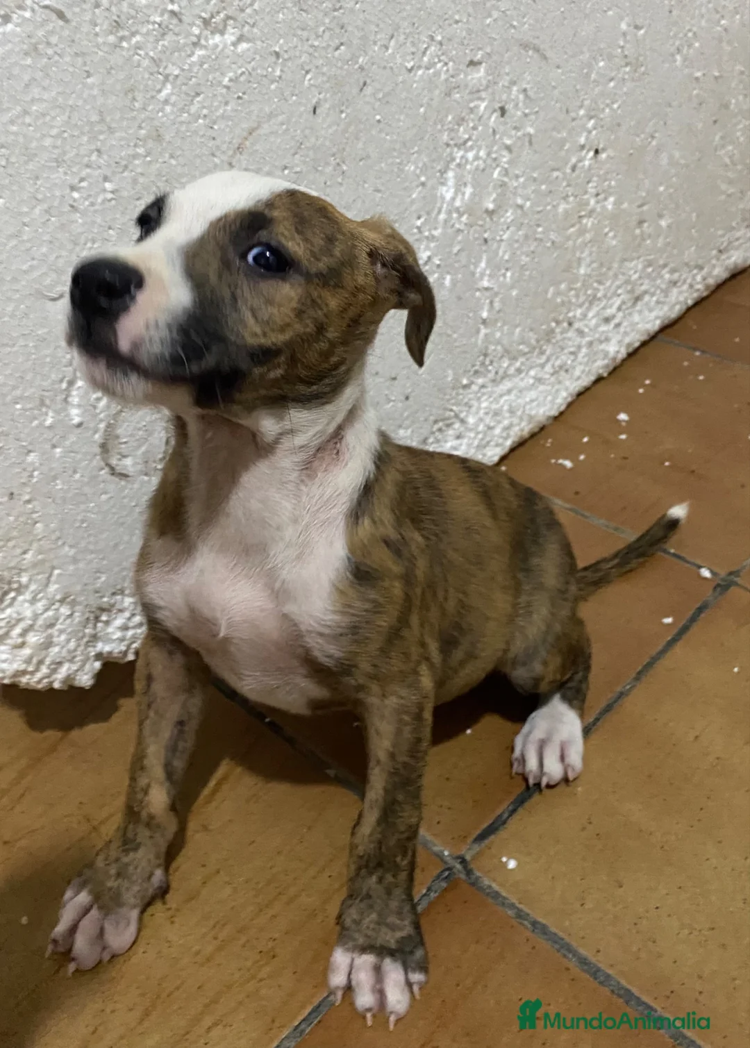 American Pit Bull Terrier perros en venta: Pitbull 641387649 - Anuncio 2