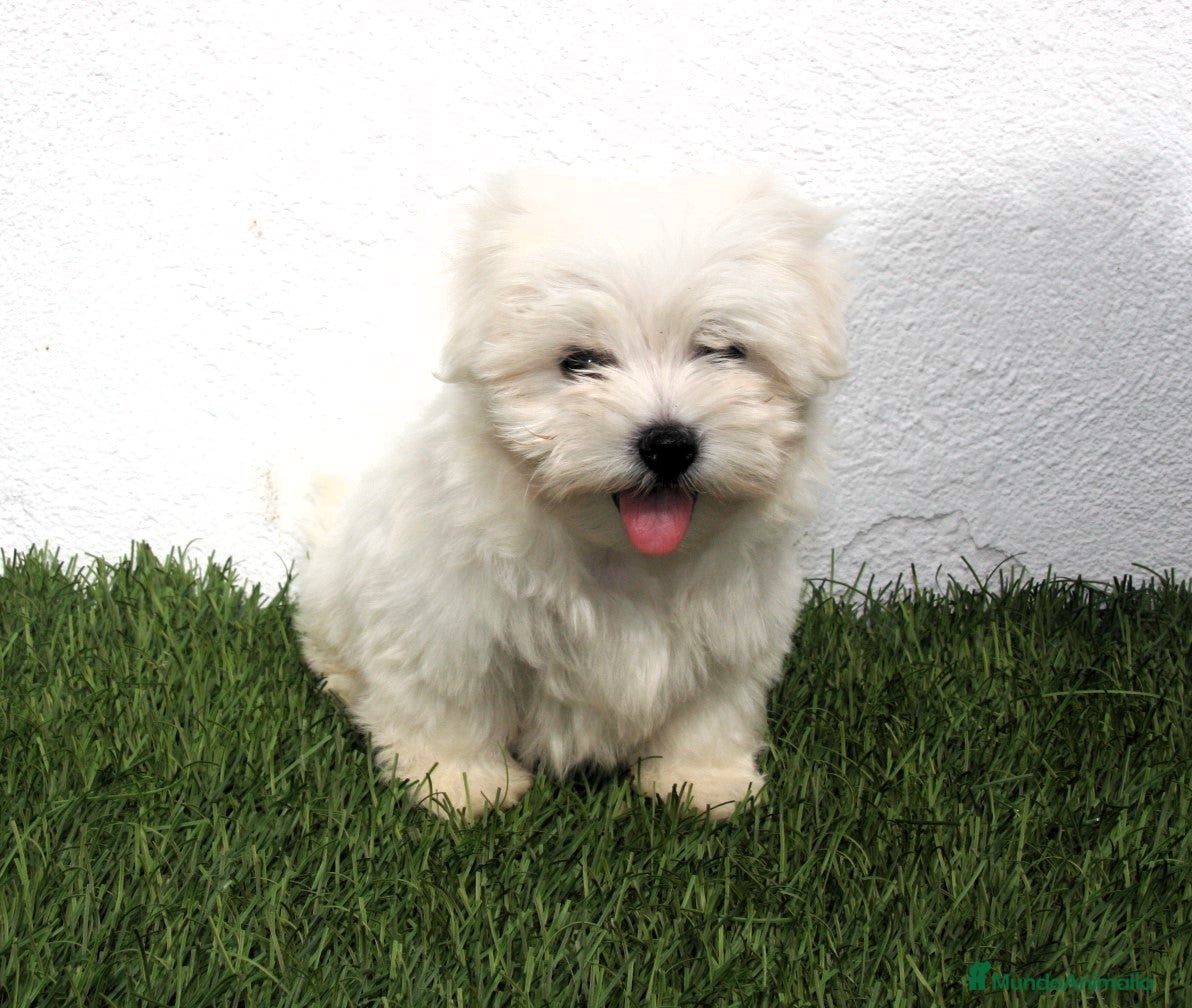 Bichón Maltés perros en venta: Bichon Maltes  - Anuncio 12