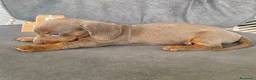 Teckel Miniatura perros en venta: CACHORROS DE TECKEL  - Anuncio 2