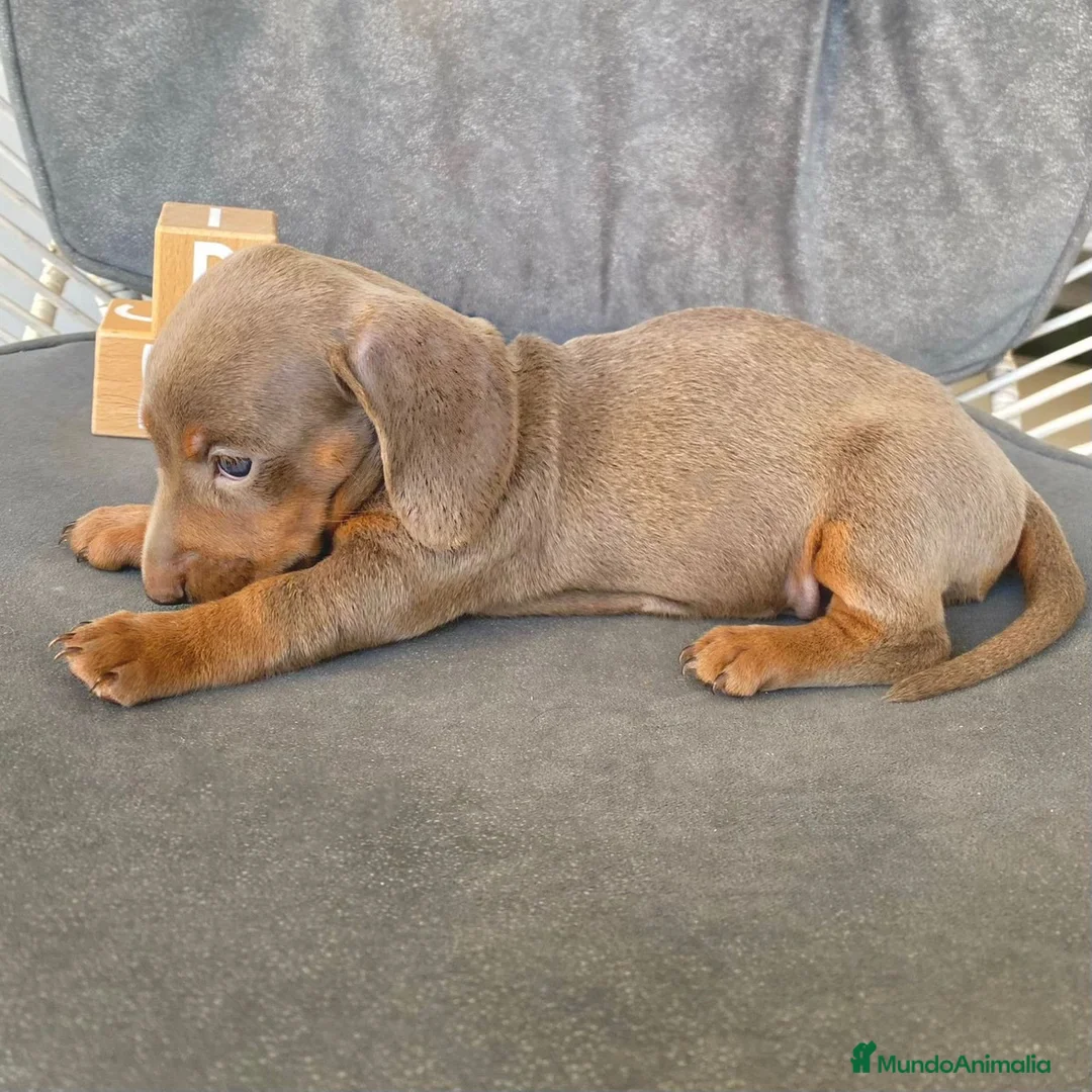 Teckel Miniatura perros en venta: CACHORROS DE TECKEL  - Anuncio 2