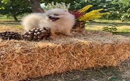 Pomerania perros en venta: Pomerania Macho disponible fotos actuales !! - Imagen 6