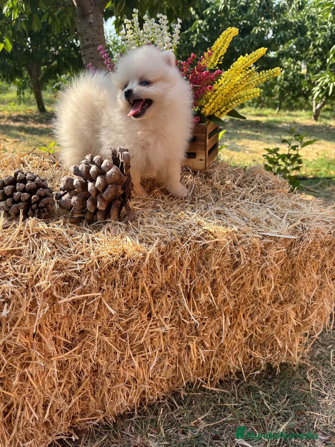 Pomerania perros en venta: Pomerania Macho disponible fotos actuales !! - Imagen 6