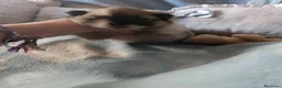 Pomerania perros en venta: Pomerania ositas hembras toy  - Anuncio 5
