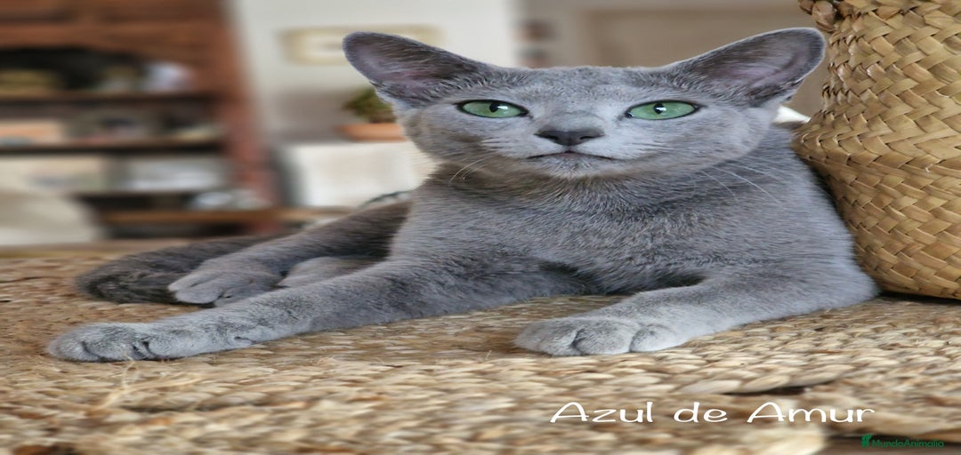 Imagen de galería {{count}}