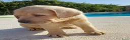 Labrador Retriever perros en venta: Labrador retriever 🐶🐾 en Málaga - Anuncio 4