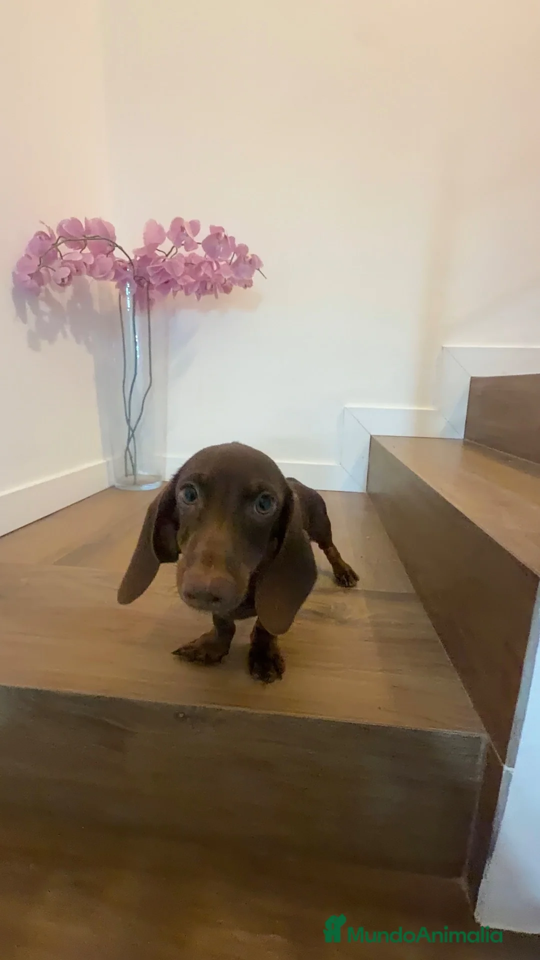 Teckel Miniatura perros en venta: Oportunidad Teckel  - Anuncio 1