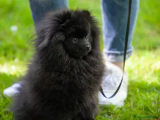 Pomerania perros ÚLTIMO POMERANIA DISPONIBLE ✨ - Anuncio 2