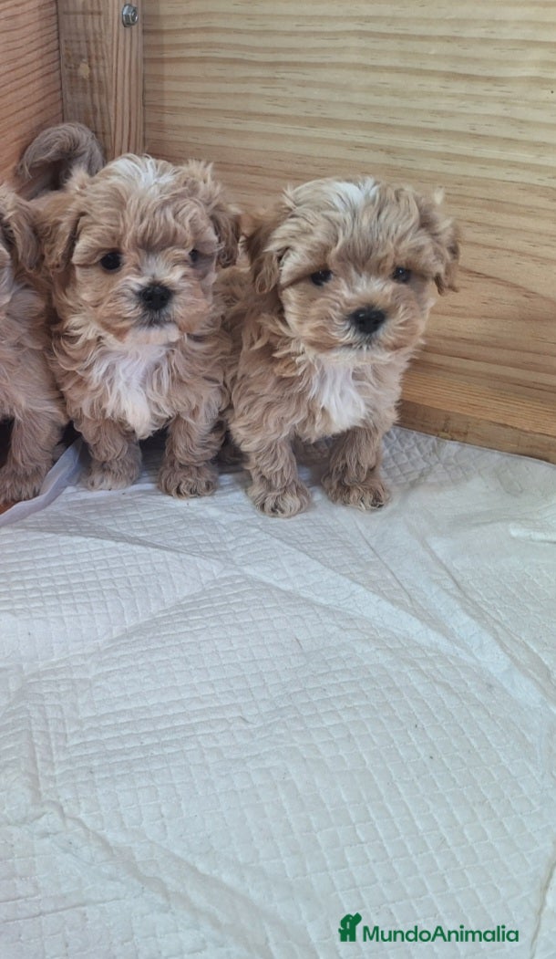 Maltipoo perros MALTIPOO  - Anuncio 1
