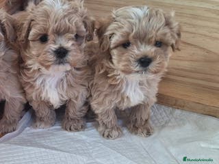 Maltipoo perros MALTIPOO - Anuncio 8