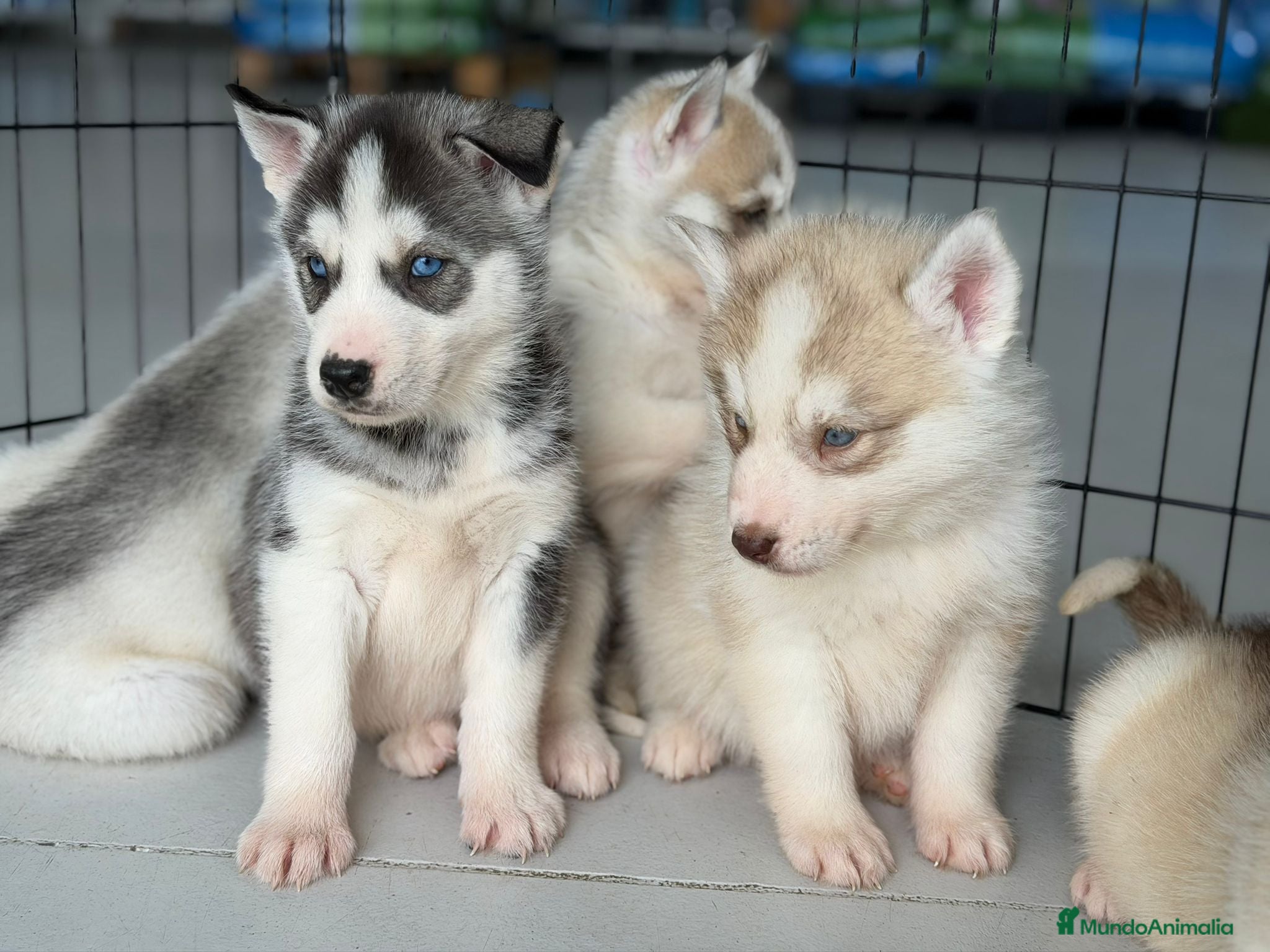 Husky Siberiano perros HUSKYS - Anuncio 2