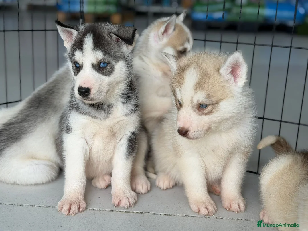 Husky Siberiano perros en venta: HUSKYS - Anuncio 2