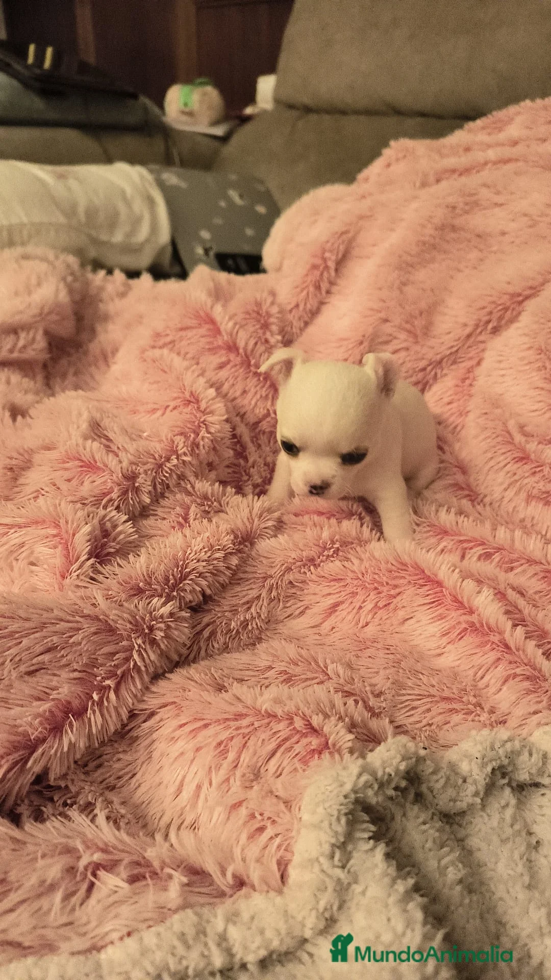 Chihuahua perros en venta: Chihuahuas - Anuncio 2