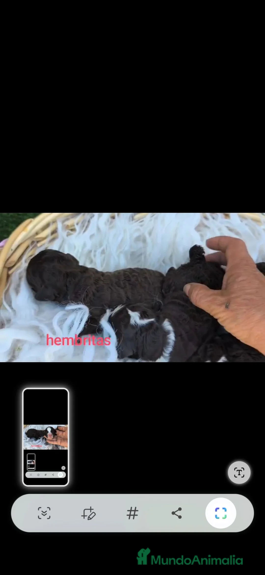 Perro de Agua Español perros en venta: Perros de agua  - Anuncio 2