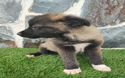 Raza Mixta perros en venta: BBORDERPOM  macho(pomerania + border collie) - Imagen 3