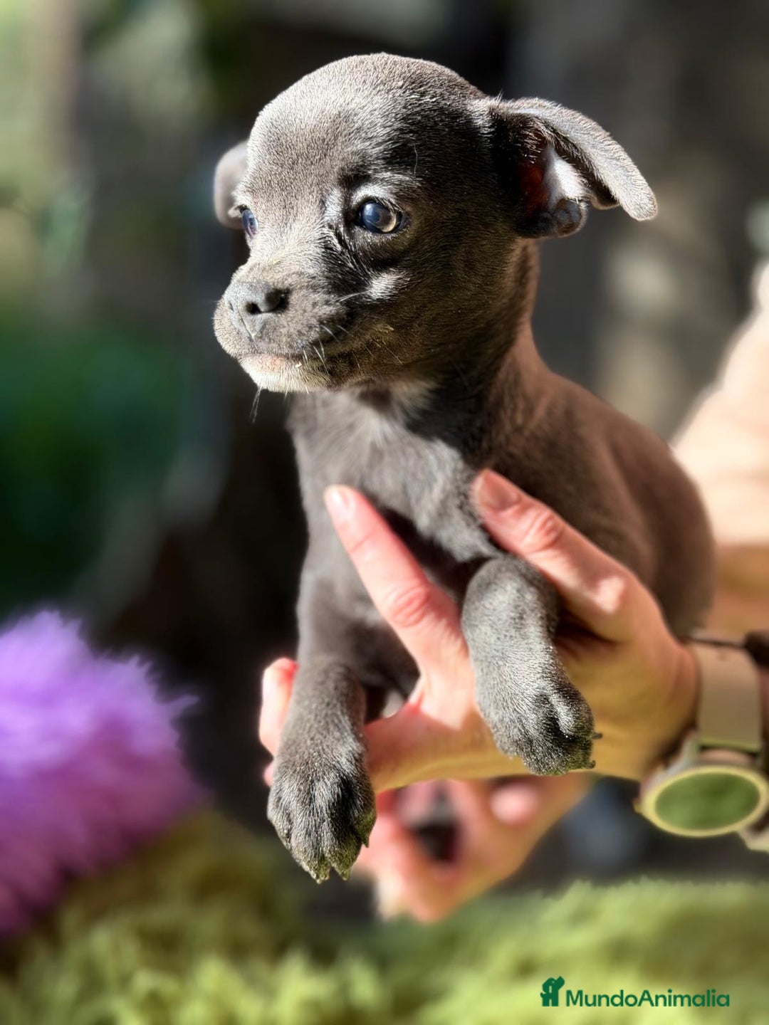 Chihuahua perros en venta: CHIHUAHUA DISPONIBLE - Anuncio 3