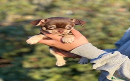 Chihuahua perros en venta: Chihuahua chocolate toy  en Barcelona - Imagen 3