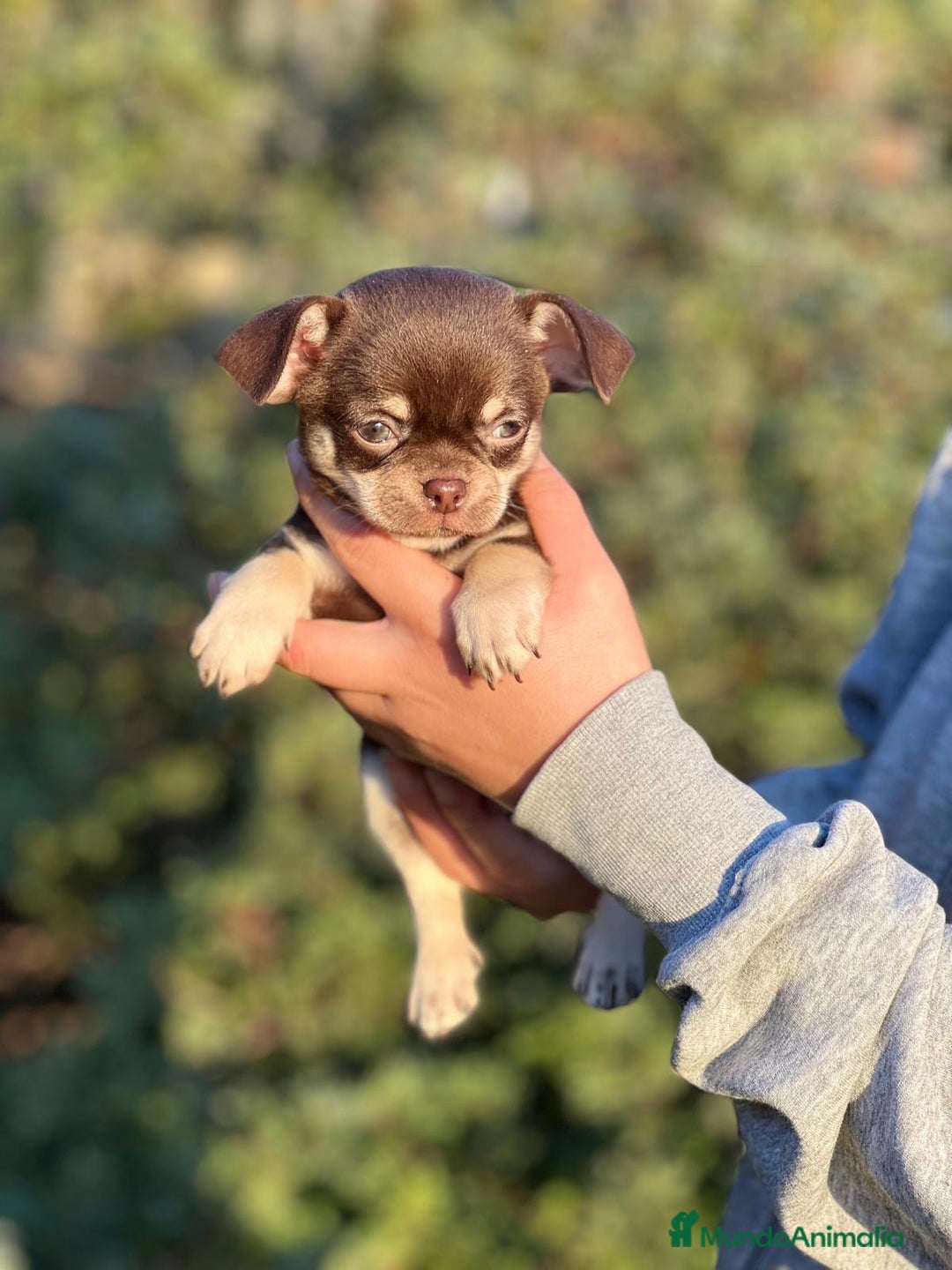 Chihuahua perros en venta: Chihuahua chocolate toy  en Barcelona - Imagen 3