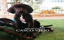 Dogo Alemán perros en venta: Cachorros de Dogo Alemán - Imagen 8