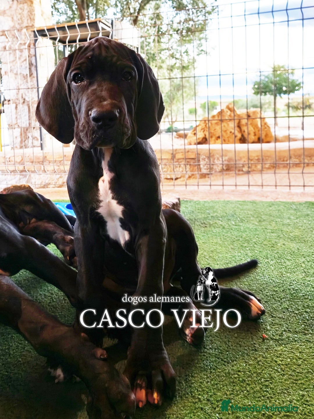 Dogo Alemán perros en venta: Cachorros de Dogo Alemán - Imagen 8