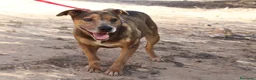 Raza Mixta perros en adopcion: LAZY ❤️✨ en adopción  - Anuncio 5