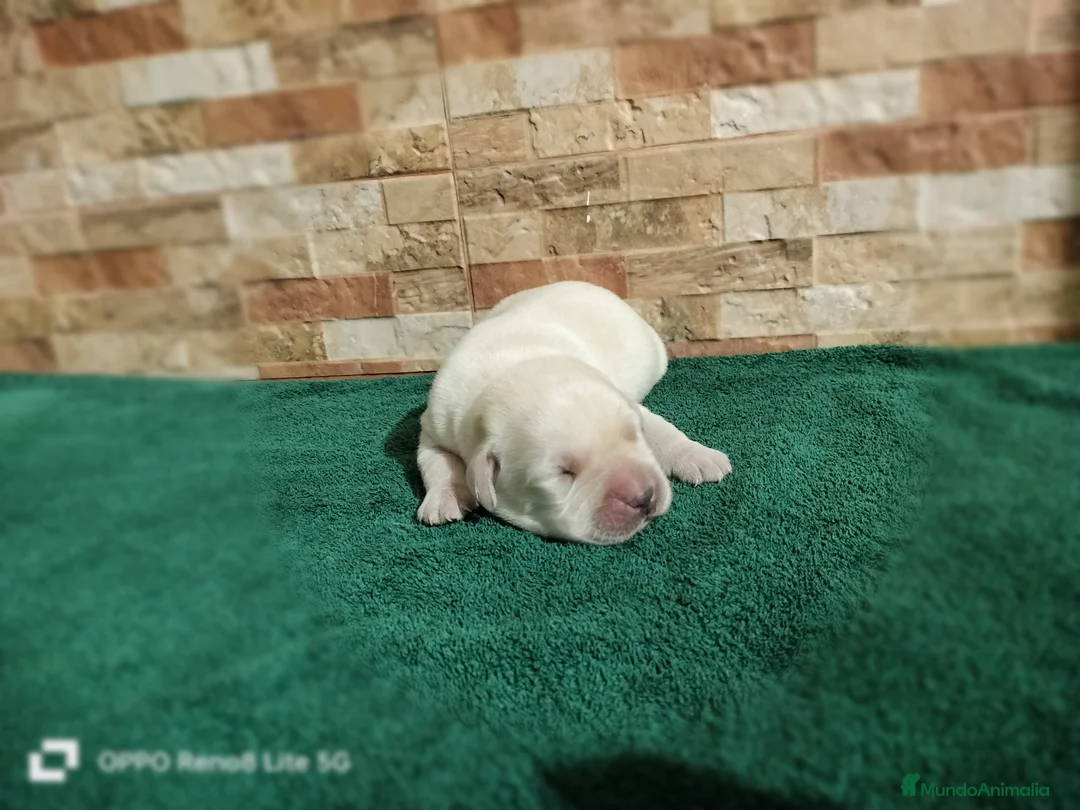 Labrador Retriever perros en venta: Cachorros de labradores amarillos - Anuncio 1