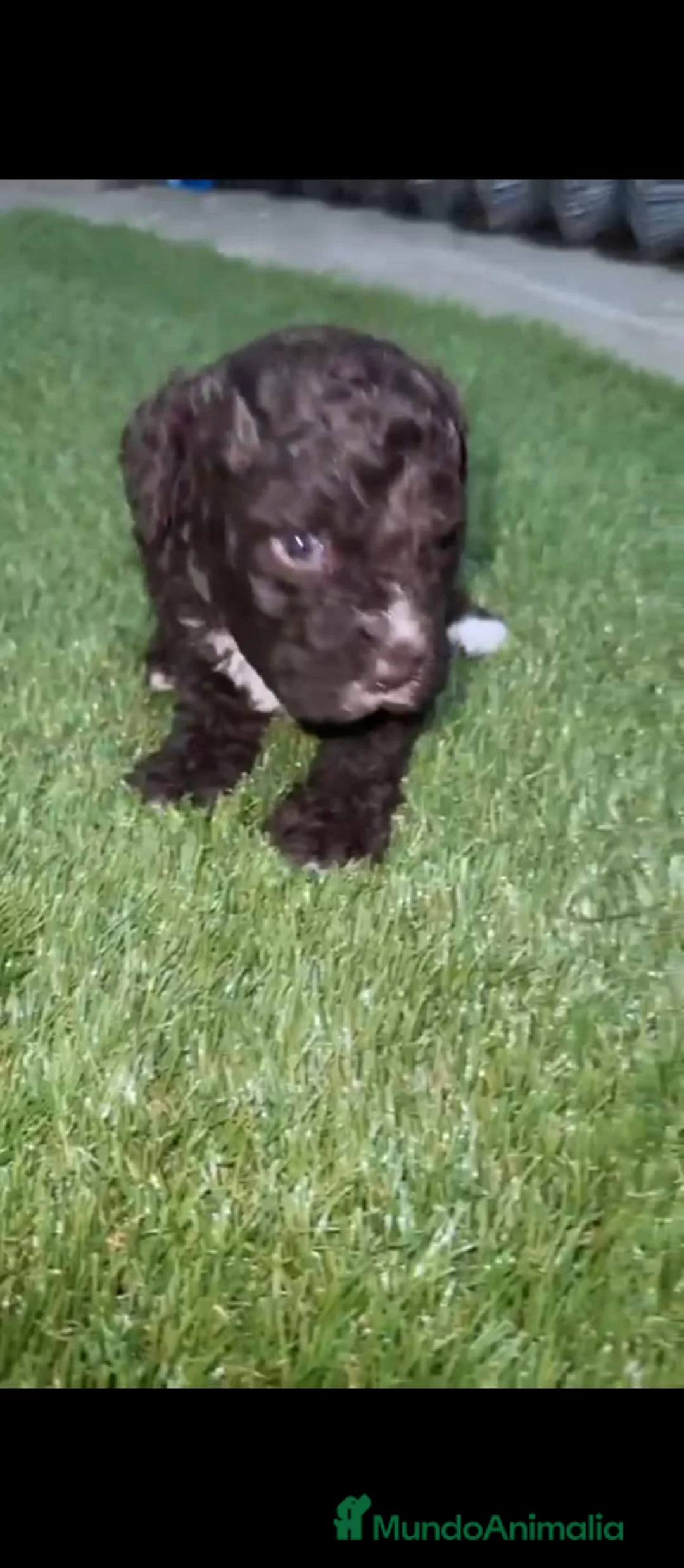 Perro de Agua Español perros en venta: Perros de agua Español - Anuncio 6