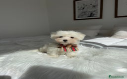 Bichón Maltés perros en venta: Bichon maltés macho - Imagen 1