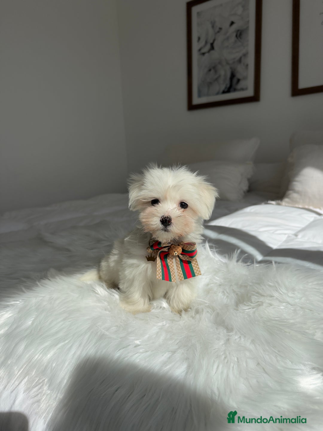 Bichón Maltés perros en venta: Bichon maltés macho - Imagen 1
