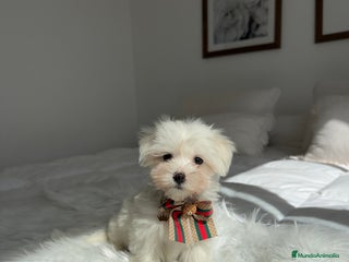 Bichón Maltés perros - Anuncio 20