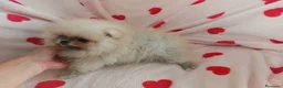 Pomerania perros en venta: Lulu de pomerania - Anuncio 3