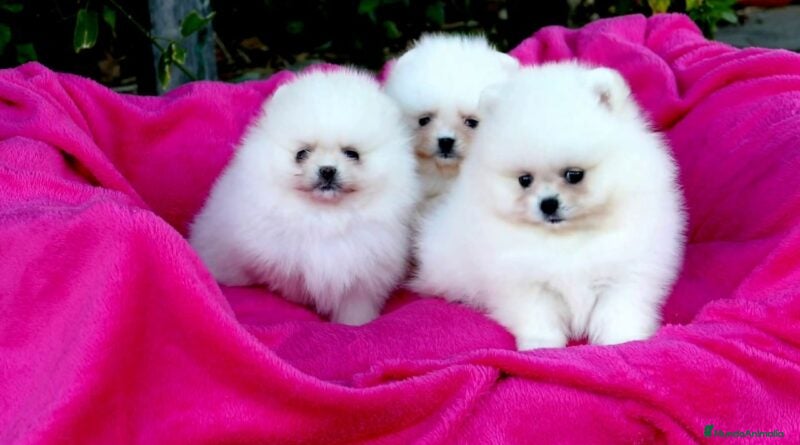 Pomerania perros pomerania mini  - Anuncio 2