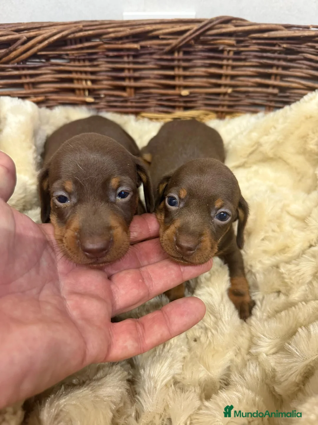 Teckel Miniatura perros en venta: TECKEL CHOCOLATE - Anuncio 4