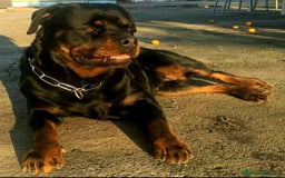 Rottweiler perros en venta: Rottweiler - Imagen 24