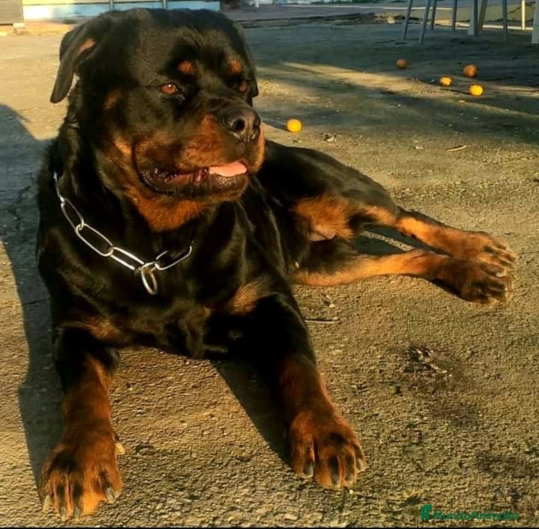 Rottweiler perros en venta: Rottweiler - Imagen 24