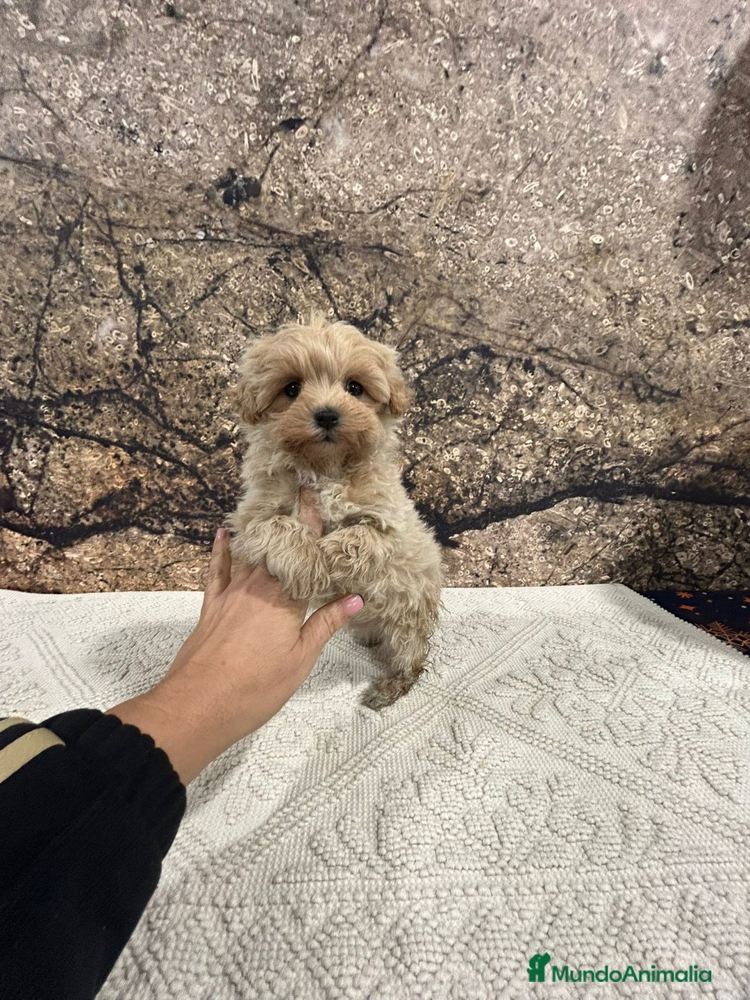 Maltipoo perros en venta: Maltipoo mini  - Anuncio 2